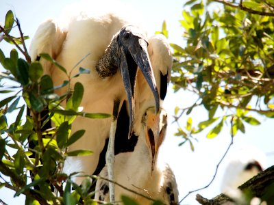 [A close view of a very young wood stork in a nest under the right side of its much larger parent. Both birds have their mouths fully open. The parent's head, neck, and beak are a featherless dark grey. The youngster's beak is light yellow and its head and neck are covered in white down.]